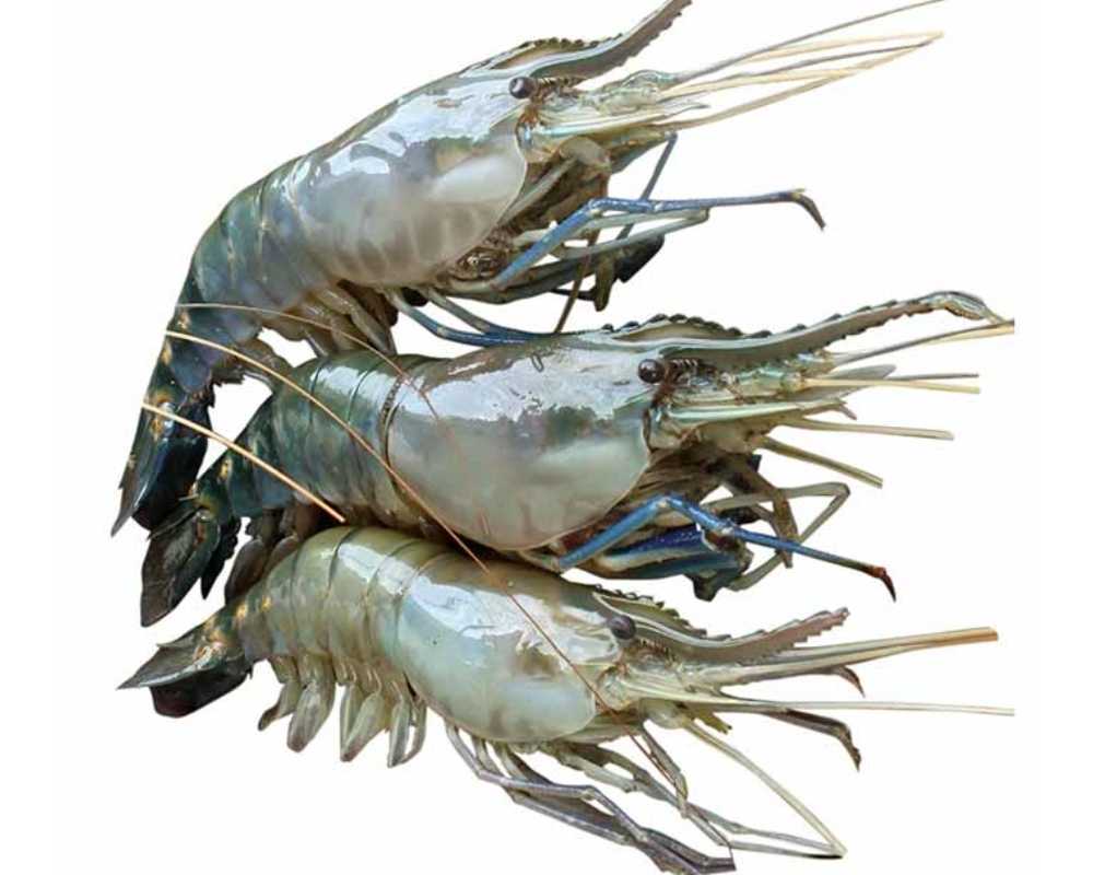 Golda Fresh Local Cultured (30-40 Pcs/kg)